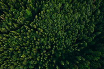  Green pine forest in mountain summer with a view from above.Spring birch groves with beautiful...