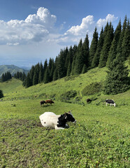 Cattle, a black and white cow lies on the grass, in a field during the day. Economics, animal husbandry, beef, cattle diseases