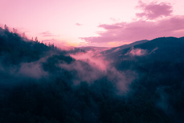 Mountains with pine forest in the fog at sunset. Foggy landscape with fir forest.