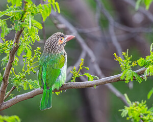 A brown Headed barbet sitting