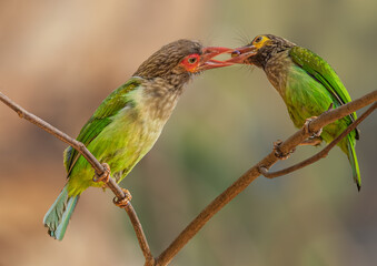 A Couple of Brown Headed Barbet