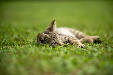 Cute tabby cat laying in the grass