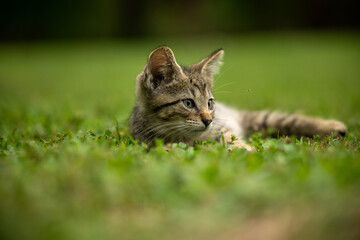 Cute tabby cat laying in the grass