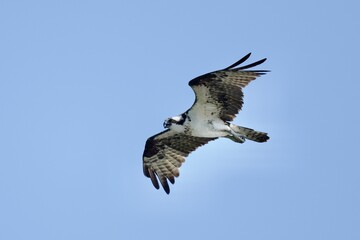 Osprey