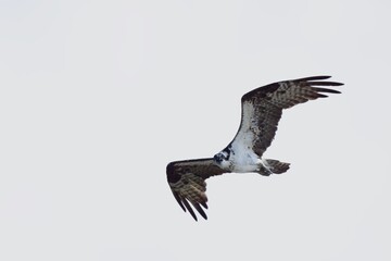 Osprey