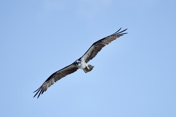 Osprey