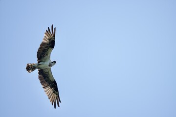 Osprey