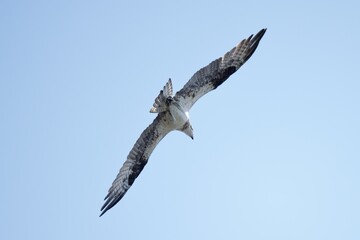 Osprey