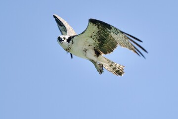 Osprey