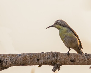 A purple Sunbird female