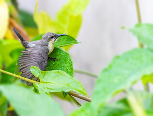 A purple Sunbird bathing