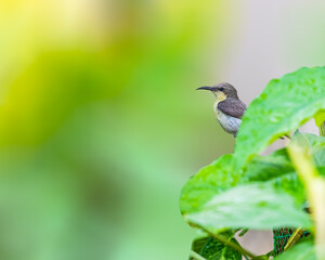 A purple Sunbird female