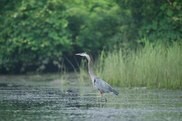 Great blue heron on a pond