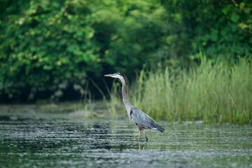Great blue heron on a pond