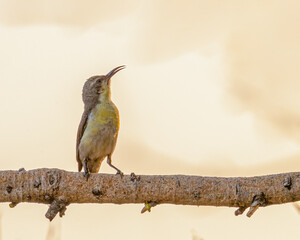 A purple sunbird female