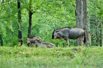 Wildebeest and juvenile wildebeest. 
