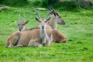 antelope 