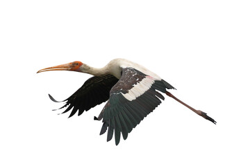 Beautiful flying Painted isolated on transparent background png file © Passakorn