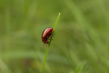 Dead nettle leaf beetle, chrysolina staphylaea insect bug sitting on grass stem. Macro animal background