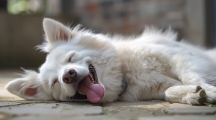 Close up view of a cute white dog lying on the ground with its tongue sticking out. Ai generated image