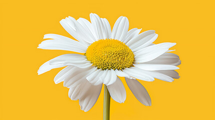 Naklejka premium Photo of A daisy flower on yellow background, solid color background, high resolution photography, insanely detailed