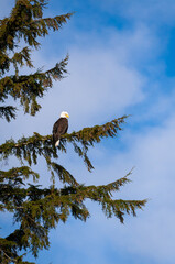 A Bald Eagle perched in a tree in Ketchikan, Alaska