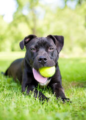 A Pit Bull Terrier mixed breed dog holding a ball in its mouth