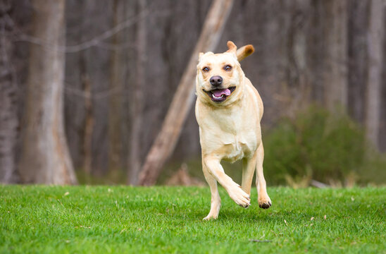 A playful Retriever mixed breed dog running outdoors