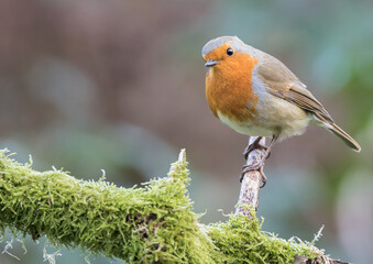 robin on a branch