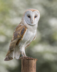 Barn Owl