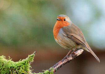 robin on a branch