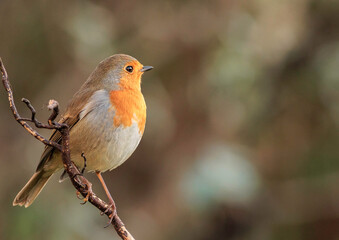 robin on a branch