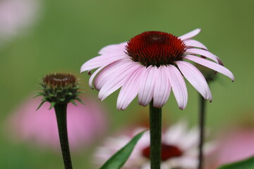 A coneflower in bloom in summertime