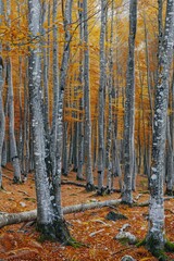 A group of trees in a forest surrounded by fallen leaves, great for autumn or nature-themed designs