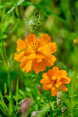 Californian poppy in a meadow