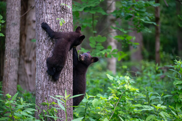 Black bear cubs climbing a tree