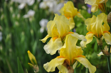 Beautiful yellow irises in the garden close-up on a blurred background. selective focus