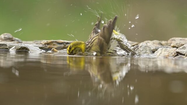European serine Serinus serinus bathing detail in garden pond garden park draw feathers eyes warbler bird close-up watching ornithology brightly colored yellow-green cute darling endangered Europe