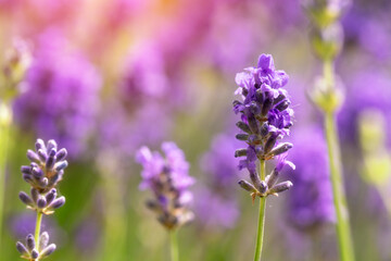 Obraz premium Close Up of Purple Lavender Flowers Blooming in Garden