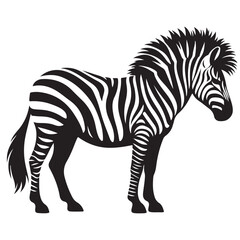  zebra Silhouette vector white back ground