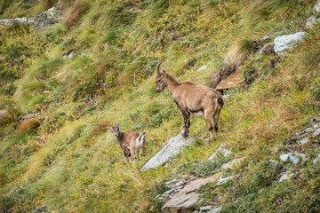 Bouquetin dans les alpes suisse