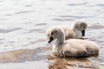 Two Baby Swans Swimming in Lake on  Sunny Day