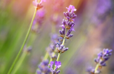 Close-Up of Lavender Blossoms in Field on Sunny Day