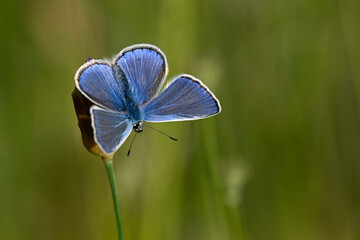Hauhechel-Bläuling - Männchen // Common blue - male (Polyommatus icarus)