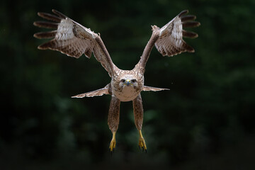 Common Buzzard (Buteo buteo) flying in the forest of Noord Brabant in the Netherlands.  Green forest background