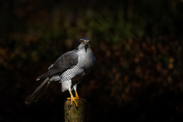 Northern Goshawk (accipiter gentilis) sitting on a pole in the forest in the Netherlands. Dark Background.