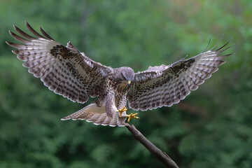 Common Buzzard (Buteo buteo) flying in the forest of Noord Brabant in the Netherlands.  Green...