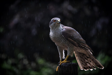 Northern Goshawk (accipiter gentilis) sitting on a pole in the forest in the Netherlands. Dark...
