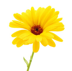 Beautiful yellow calendula flower isolated on white