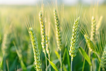 agricultural wheat field. Ears of green wheat close-up. Background of ripening ears of a wheat field